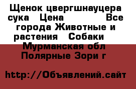 Щенок цвергшнауцера сука › Цена ­ 25 000 - Все города Животные и растения » Собаки   . Мурманская обл.,Полярные Зори г.